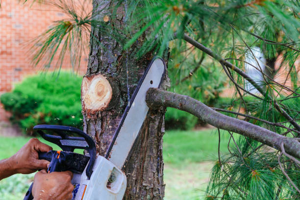 How Our Tree Care Process Works  in North Warren, PA